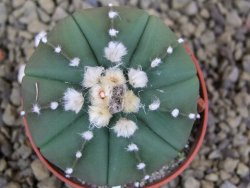 Astrophytum  asterias X red flower oibo akabana, pot 5,5 cm - 12399237