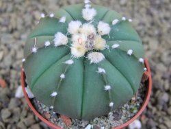 Astrophytum  asterias X red flower oibo akabana, pot 5,5 cm - 12399238