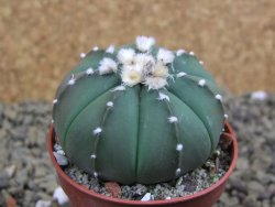 Astrophytum  asterias X red flower oibo akabana, pot 5,5 cm - 12399239