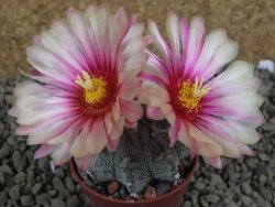 Astrophytum  capricorne X red flower oibo akabana, pot 5,5 cm - 12399240