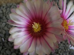 Astrophytum  capricorne X red flower oibo akabana, pot 5,5 cm - 12399241