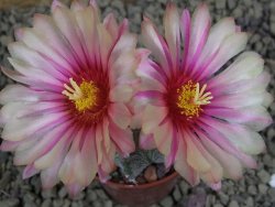 Astrophytum  capricorne X red flower oibo akabana, pot 5,5 cm