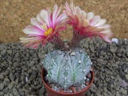 Astrophytum  capricorne X red flower oibo akabana, pot 5,5 cm - 12399243