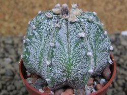 Astrophytum  capricorne X red flower oibo akabana, pot 5,5 cm - 12399245