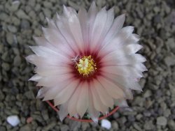 Astrophytum asterias X red flower oibo akabana, pot 5,5 cm - 12399253