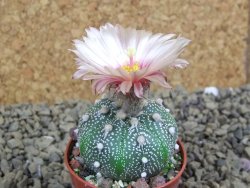 Astrophytum asterias X red flower oibo akabana, pot 5,5 cm - 12399254