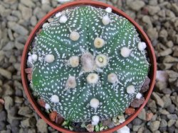 Astrophytum asterias X red flower oibo akabana, pot 5,5 cm - 12399255