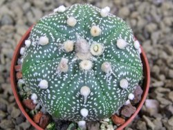 Astrophytum asterias X red flower oibo akabana, pot 5,5 cm - 12399256