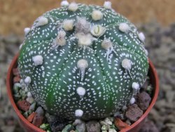 Astrophytum asterias X red flower oibo akabana, pot 5,5 cm - 12399257