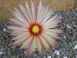 Astrophytum asterias X red flower oibo akabana, pot 5,5 cm - 12399259