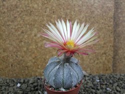 Astrophytum asterias X red flower oibo akabana, pot 5,5 cm - 12399260