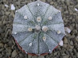 Astrophytum asterias X red flower oibo akabana, pot 5,5 cm - 12399261