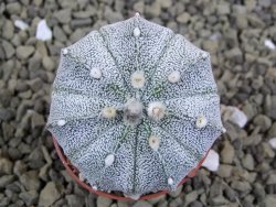 Astrophytum asterias X red flower oibo akabana, pot 5,5 cm - 12399262