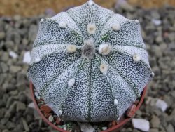 Astrophytum asterias X red flower oibo akabana, pot 5,5 cm - 12399263