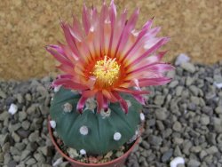 Astrophytum asterias X red flower oibo akabana, pot 5,5 cm - 12399264