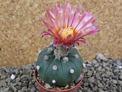 Astrophytum asterias X red flower oibo akabana, pot 5,5 cm - 12399266