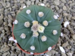 Astrophytum asterias X red flower oibo akabana, pot 5,5 cm - 12399267