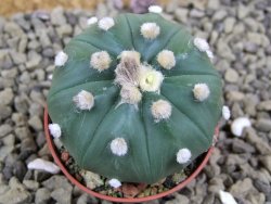 Astrophytum asterias X red flower oibo akabana, pot 5,5 cm - 12399268