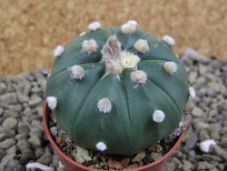 Astrophytum asterias X red flower oibo akabana, pot 5,5 cm - 12399269