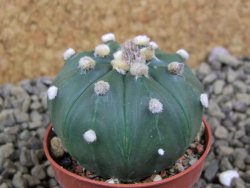 Astrophytum asterias X red flower oibo akabana, pot 5,5 cm - 12399270