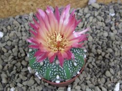 Astrophytum asterias X red flower oibo akabana, pot 5,5 cm - 12399271