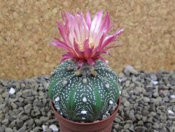 Astrophytum asterias X red flower oibo akabana, pot 5,5 cm - 12399273