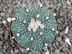 Astrophytum asterias X red flower oibo akabana, pot 5,5 cm - 12399274