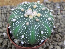 Astrophytum asterias X red flower oibo akabana, pot 5,5 cm - 12399275