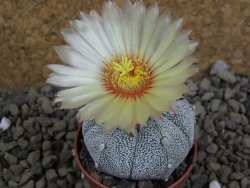 Astrophytum Hanazano Kabuto hybrid pot 5,5 cm - 12399276