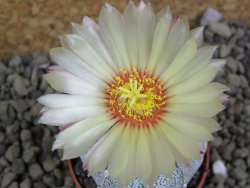 Astrophytum Hanazano Kabuto hybrid pot 5,5 cm - 12399277