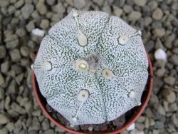 Astrophytum Hanazano Kabuto hybrid pot 5,5 cm - 12399279