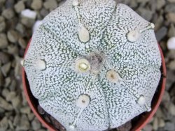 Astrophytum Hanazano Kabuto hybrid pot 5,5 cm - 12399280