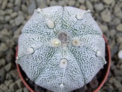 Astrophytum Hanazano Kabuto hybrid pot 5,5 cm - 12399281