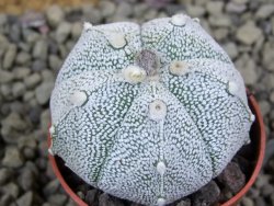 Astrophytum Hanazano Kabuto hybrid pot 5,5 cm - 12399282