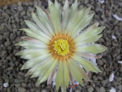 Astrophytum Super Kabuto hybrid pot 5,5 cm - 12399284