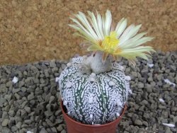 Astrophytum Super Kabuto hybrid pot 5,5 cm - 12399285