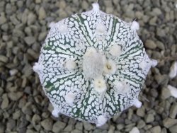 Astrophytum Super Kabuto hybrid pot 5,5 cm - 12399286