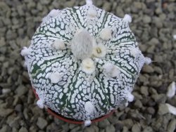 Astrophytum Super Kabuto hybrid pot 5,5 cm - 12399287