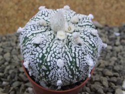 Astrophytum Super Kabuto hybrid pot 5,5 cm - 12399288