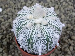 Astrophytum Super Kabuto hybrid pot 5,5 cm - 12399289