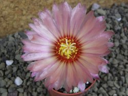 Astrophytum asterias X red flower oibo akabana, pot 5,5 cm - 12399292