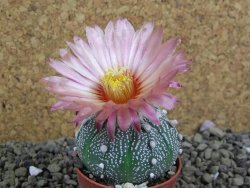 Astrophytum asterias X red flower oibo akabana, pot 5,5 cm - 12399293