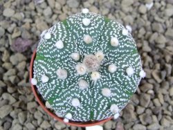 Astrophytum asterias X red flower oibo akabana, pot 5,5 cm - 12399294