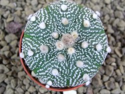 Astrophytum asterias X red flower oibo akabana, pot 5,5 cm - 12399295