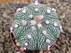 Astrophytum asterias X red flower oibo akabana, pot 5,5 cm - 12399296