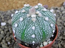 Astrophytum asterias X red flower oibo akabana, pot 5,5 cm - 12399297