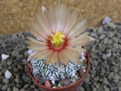 Astrophytum Super Kabuto X red flower oibo akabana, pot 5,5 cm - 12399298