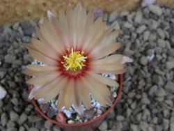 Astrophytum Super Kabuto X red flower oibo akabana, pot 5,5 cm - 12399299