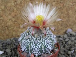 Astrophytum Super Kabuto X red flower oibo akabana, pot 5,5 cm - 12399301