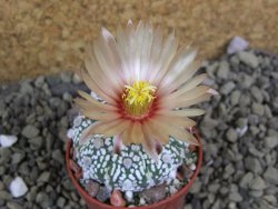 Astrophytum Super Kabuto X red flower oibo akabana, pot 5,5 cm - 12399302